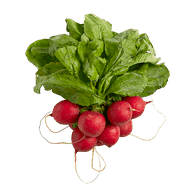 Radishes1 bunch